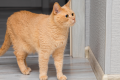 signs your cat has separation anxiety