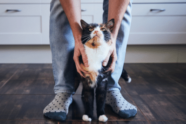 what do cats think of humans