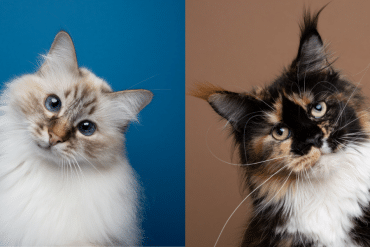 why do cats tilt their heads?