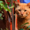 how to gain the trust of a feral cat
