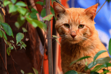 how to gain the trust of a feral cat