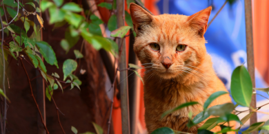 how to gain the trust of a feral cat