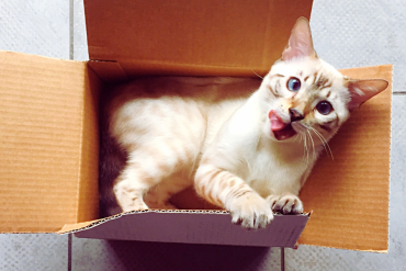 why do cats love boxes