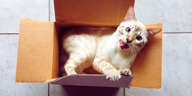 why do cats love boxes