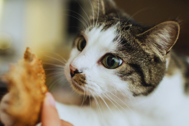 human foods that are toxic to cats