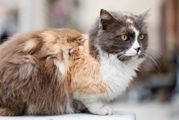 are cats loners?