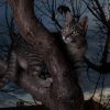 how to find your lost cat