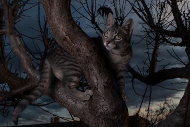 how to find your lost cat