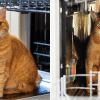 why is my cat crazy about the dishwasher?