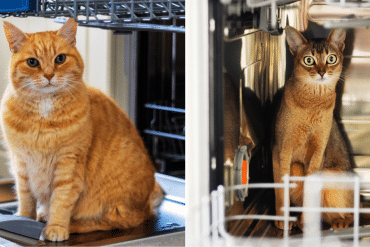 why is my cat crazy about the dishwasher?