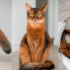 Errol The Fox Cat