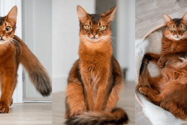 Errol The Fox Cat