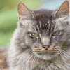how long do cats stay mad for?