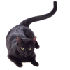 why do cats twitch their tails?