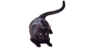 why do cats twitch their tails?