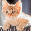 why do tabby cats have a letter M on their foreheads