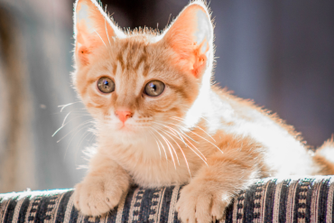 why do tabby cats have a letter M on their foreheads