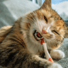why is my cat eating things they should't