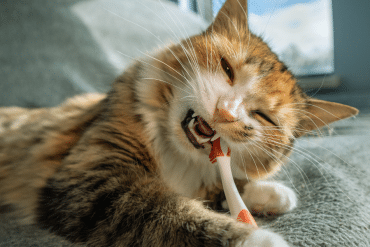 why is my cat eating things they should't