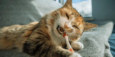 why is my cat eating things they should't