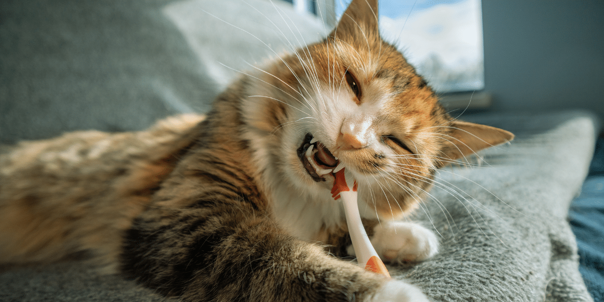 Cat Eating Non-Food Items