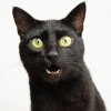 why is my cat meowing at me?