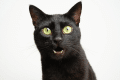 why is my cat meowing at me?