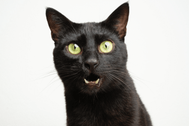 why is my cat meowing at me?
