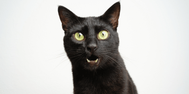 why is my cat meowing at me?