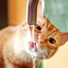 why does my cat like water from the sink
