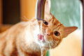 why does my cat like water from the sink