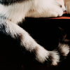 cat tail talk