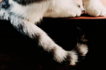 cat tail talk