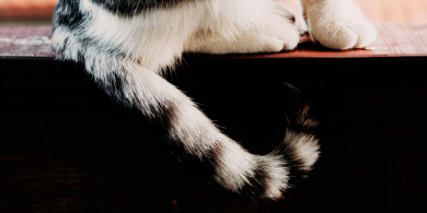 cat tail talk
