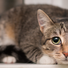 can cats become depressed?