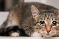 can cats become depressed?