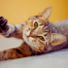 why is my cat always stretching?
