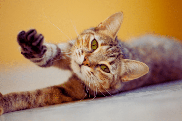 why is my cat always stretching?