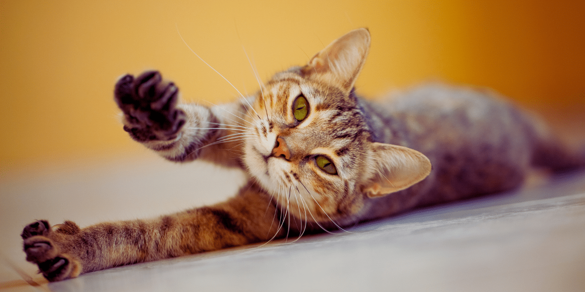 Cats Stretching