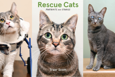 Rescue Cats Portraits and Stories