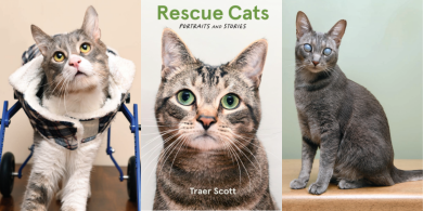 Rescue Cats Portraits and Stories
