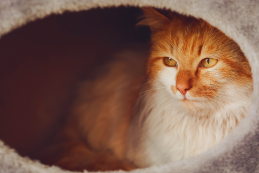 are cats antisocial?