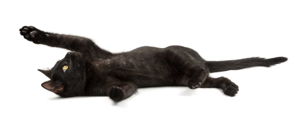 why do some black cats have stripes