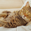 cat markings and patterns