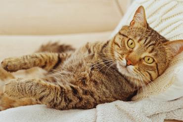 cat markings and patterns