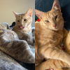 frisky and whiskey picture