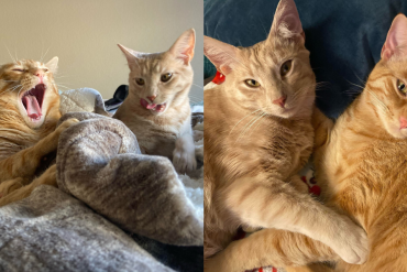 frisky and whiskey picture