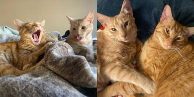 frisky and whiskey picture