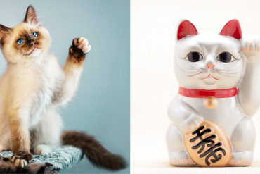 lucky cat breeds