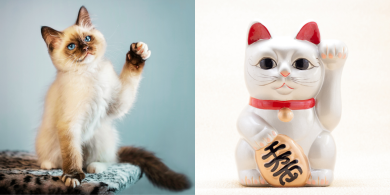 lucky cat breeds